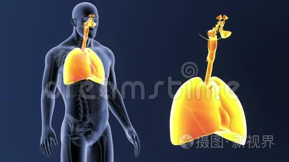 呼吸系统和心脏放大与骨架体