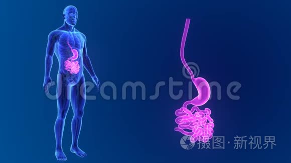 用器官和循环系统放大胃和小肠视频