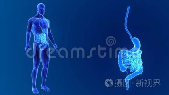 胃和肠与骨骼缩放视频