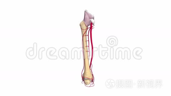 带韧带和动脉的股骨骨视频