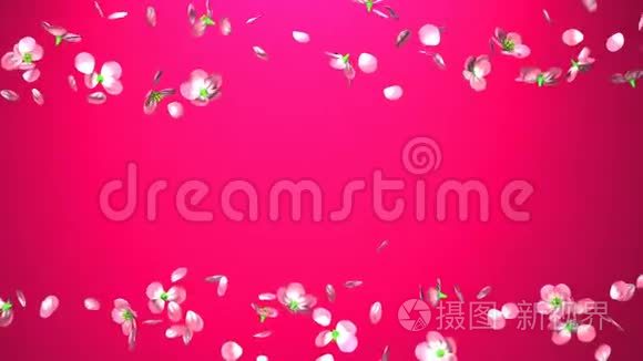 粉红色背景上的樱桃花视频