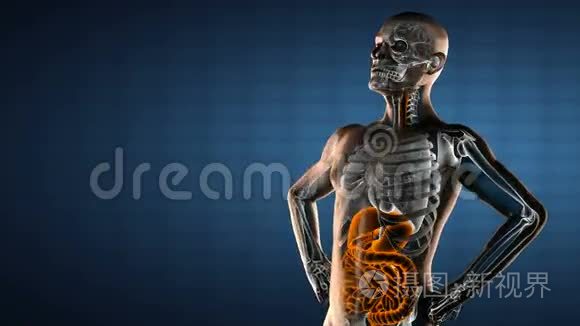 真实人体内脏射线扫描视频