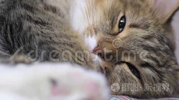 4K绿眼睛小猫猎人。 面部特写。 宏，猫在睡觉，眨着眼睛