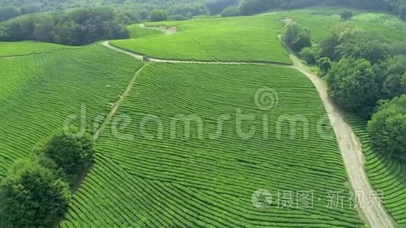 许多女工在泰国北部的一个茶园采摘茶叶。 从飞行无人驾驶飞机上看到空中景色