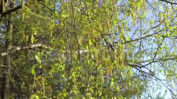 太阳下第一片春绿的桦树叶子视频