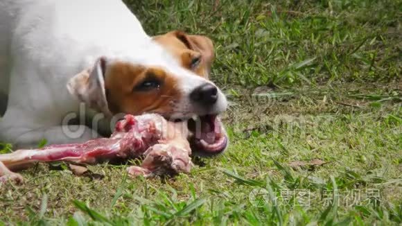 吃生动物骨头的小宠物狗视频