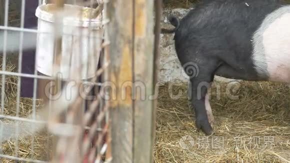 猪肉生态饲料