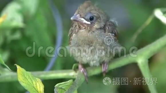 红衣主教小鸟视频