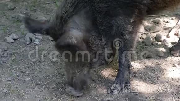 野猪搜索食物视频