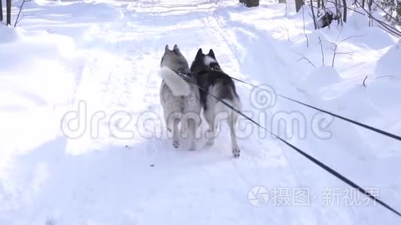 两只西伯利亚哈士奇狗在森林里系着皮带