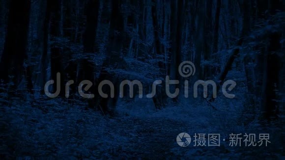 夜间移动穿越森林的路径视频