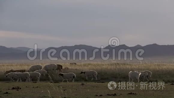蒙古风景中绵羊和山羊的潘视频
