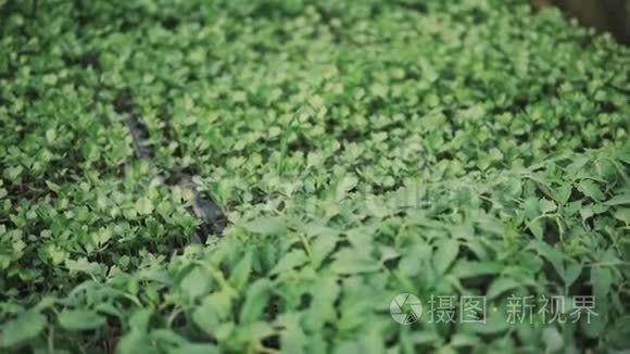 在温室内生长的芹菜和番茄幼苗视频