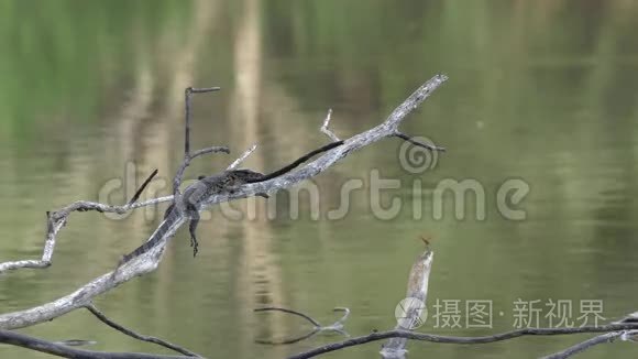 水监测蜥蜴视频