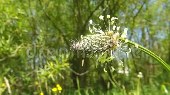 水芭蕉 水芭蕉视频大全 水芭蕉视频合集 摄图新视界视频素材库 水芭蕉 水芭蕉视频大全 水芭蕉视频合集 摄图新视界视频素材库