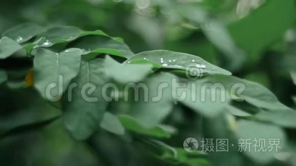露水滴在森林的叶子上视频