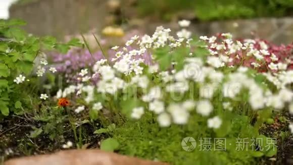 一朵宇宙之花在田野里迎着日出视频