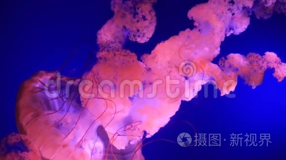 在水族馆游泳的外来海洋动物