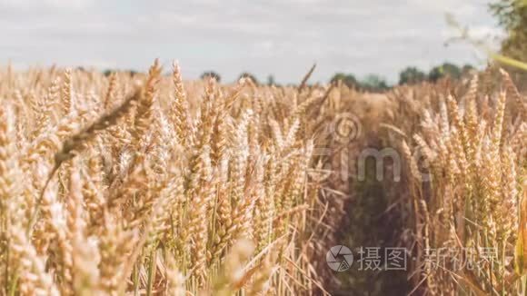 干燥的金色麦穗在阳光和阴影下，轻微的缓慢运动小车运动