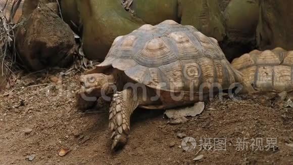 非洲刺龟或龟视频- 00:131080p在一家水族馆龟视