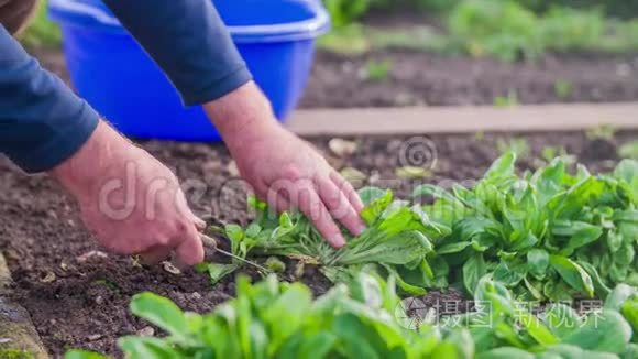 用刀子捡蔬菜