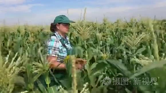 女人检查玉米植物