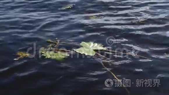 睡莲绿叶漂浮在河面上视频