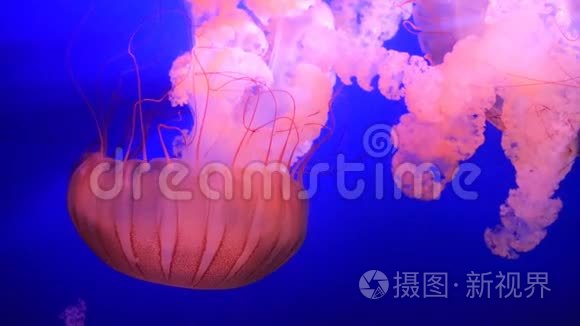 在水族馆游泳的外来海洋动物视频