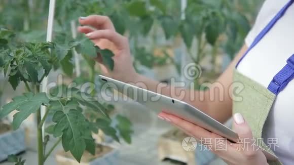 特写拍摄手专家检查番茄叶片状况