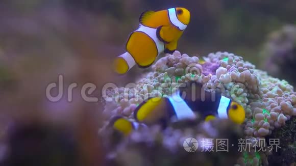 小丑鱼漂浮在水族馆里视频