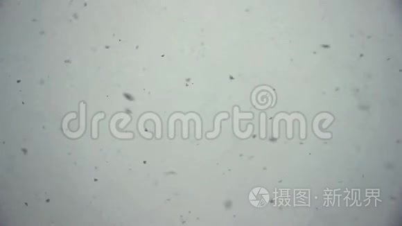 温柔的圣诞早晨雪无线循环视频