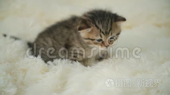 小猫咪在毯子上