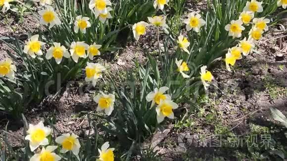 水仙花在春天的阳光下开花视频