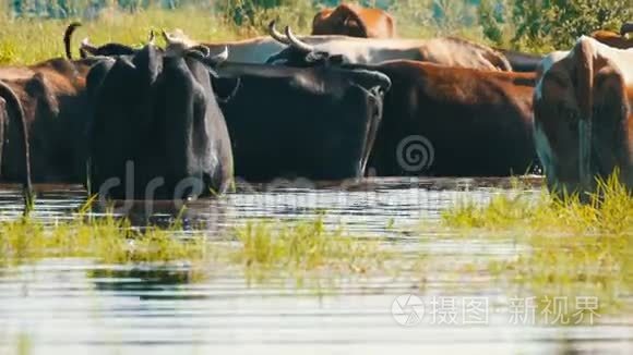 一群牛在河边的一个浇水处喝水，夏天在草地上吃草