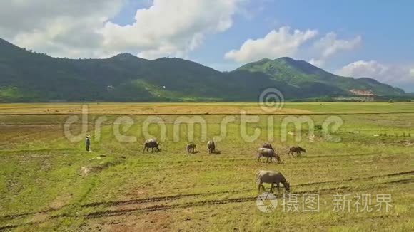 野牛在稻田里的山坡上飞过