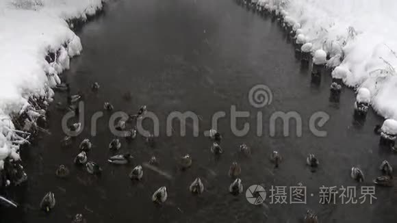 野鸭在冬天的雪河里寻找食物视频