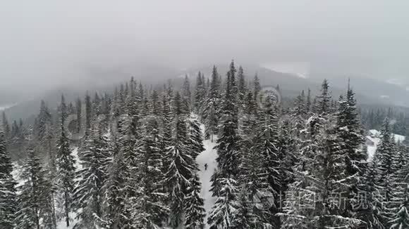 茂密的老云杉树生长在雪坡上视频