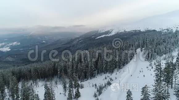 茂密的老云杉树生长在雪坡上视频