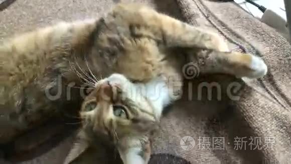 绿眼睛可爱的猫躺在地板上