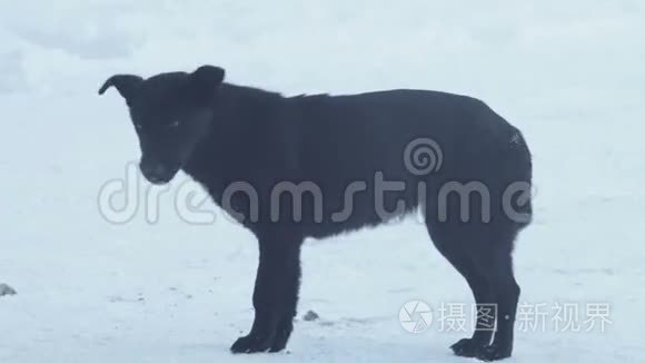 冬天街上的黑流浪狗视频