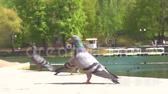 三只鸽子坐在水边视频