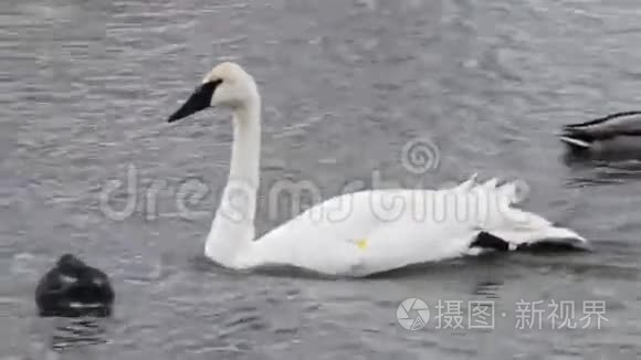 小号手天鹅，天鹅号海盗，游泳