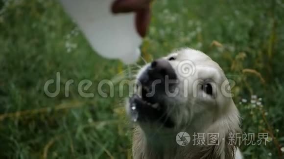 高尔登猎犬从饮水器中饮水视频