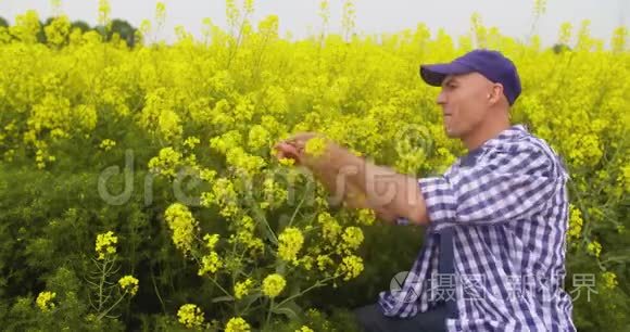 农夫在田里检查油菜花的气味视频