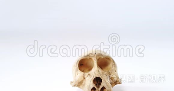 白色背景下的动物头骨和巧克力视频
