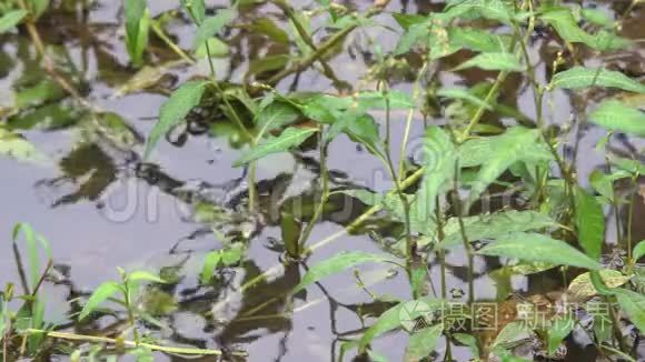 沼泽里的绿色植物视频