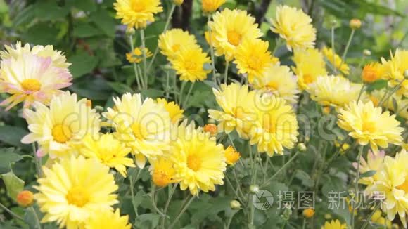 花园里的黄色菊花视频