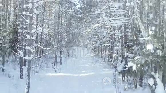 寒冷的冬季森林茂密，森林茂密，有很好的降雪和阳光的变焦效果