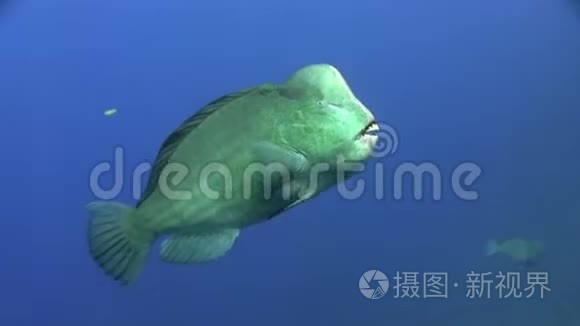 红海蓝水中绿驼尾鹦鹉螺视频