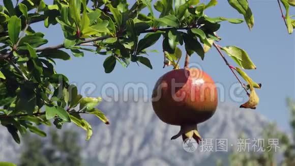 成熟的有机石榴树的背景视频